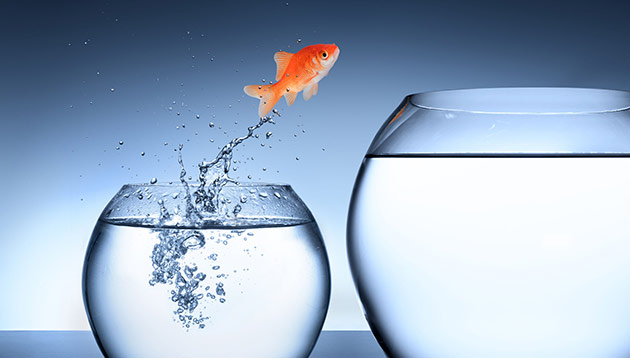 Wani-Job-moves-fish-bowl-123rf