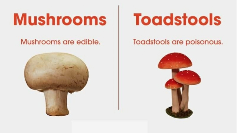 what is difference betweenmushrooma nd toadstool