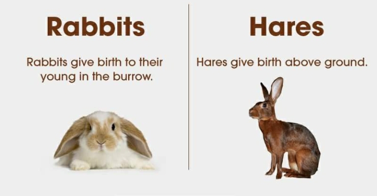 what is difference between rabbit and hare