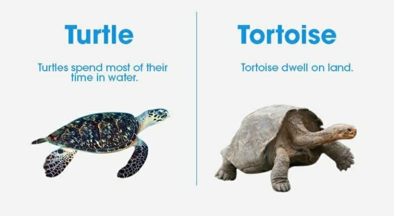 what is difference between turtle and tortoise