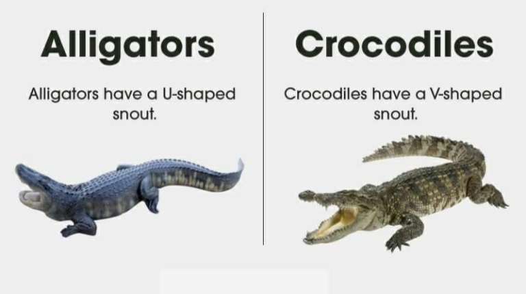 what is difference between aligator and crocodile