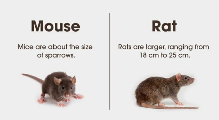what is difference between mouse and rat
