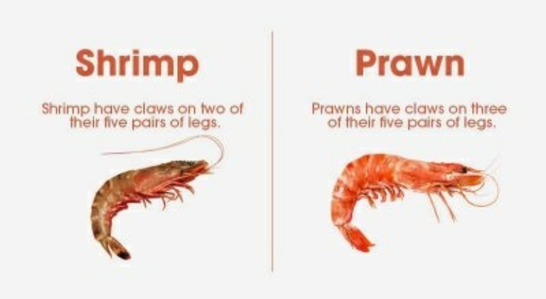 what is difference between shrimp and prawn