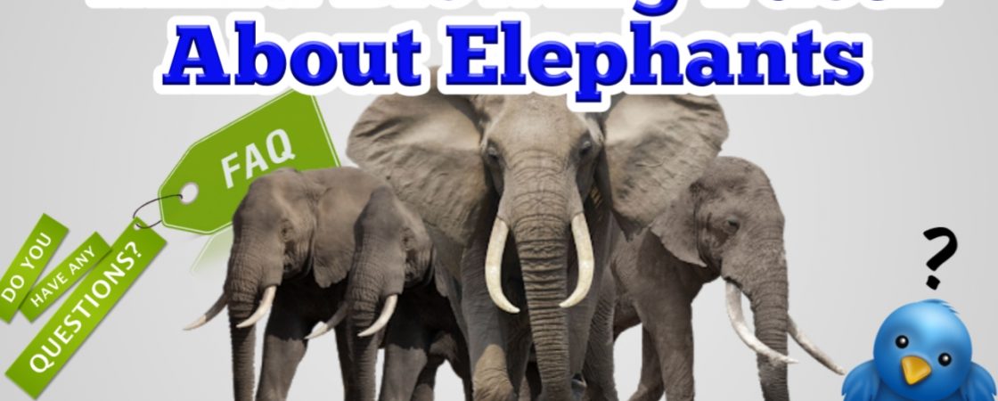 Mind blowing facts about elephants