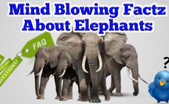 Mind blowing facts about elephants