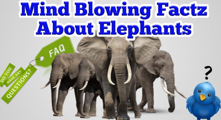 Mind blowing facts about elephants