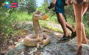 india snakebite