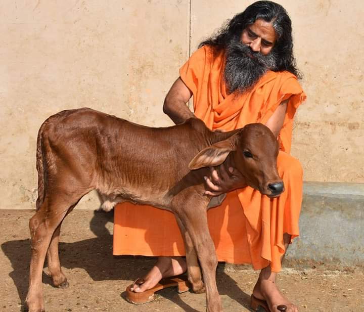 baba ramdev cow