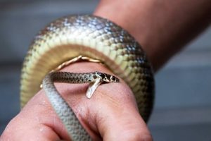 snakebite fatal in india